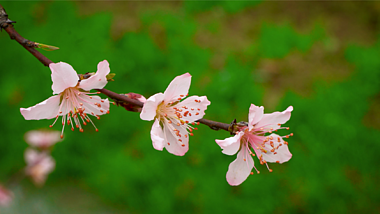 4K实拍春天蜜蜂采蜜桃花盛开的自然风景视频的预览图