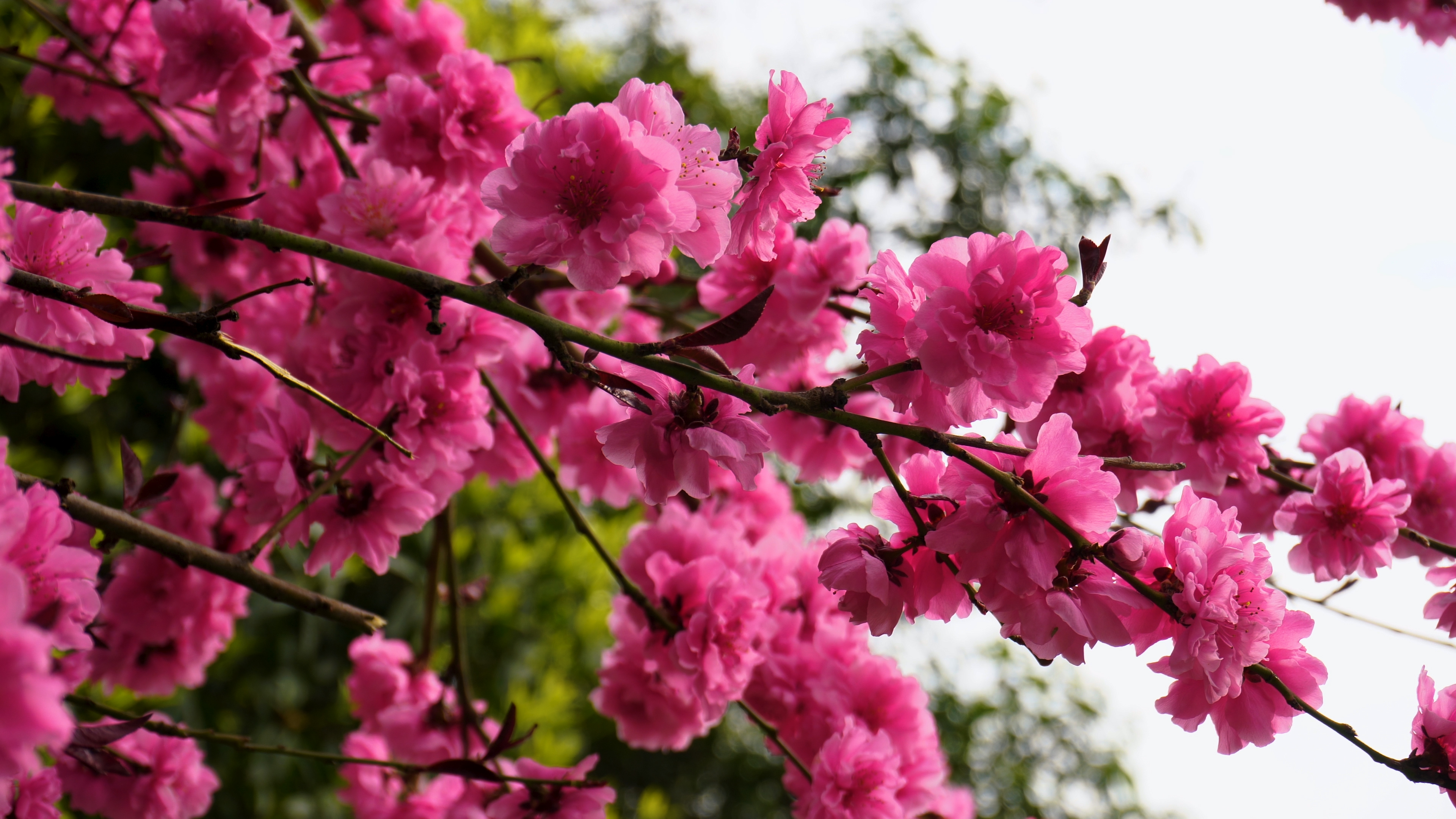 4k春天盛开的桃树桃花开花粉红的花朵视频的预览图