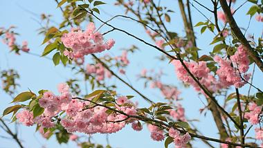 4k唯美春天蓝天下随风摆动盛开的粉色桃花风景空镜视频的预览图