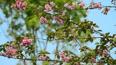 4k春天阳光下满园春色盛放桃花花朵唯美空镜风景视频的预览图