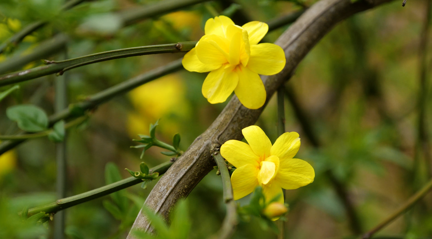 4K春天盛开的迎春花黄色小花朵自然风景视频视频的预览图