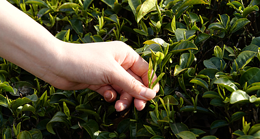 4K春天茶园采茶茶文化绿茶茶叶种植农业视频的预览图