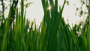 4k升格清晨阳光穿过绿色植物唯美空镜视频的预览图
