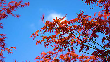 4K实拍秋天里的红枫叶自然风景空镜头视频的预览图