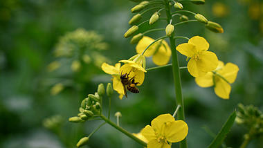 4K唯美实拍春天蜜蜂在油菜花丛中采蜜自然风景空镜视频视频的预览图
