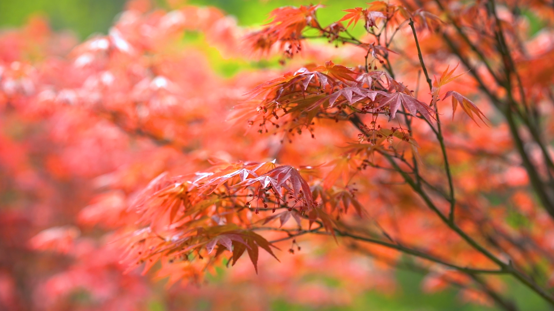 4K实拍秋天唯美红枫叶随风摇摆升格自然风景空镜头视频的预览图