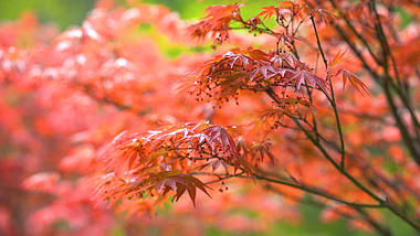 4K实拍秋天唯美红枫叶随风摇摆升格自然风景空镜头的预览图