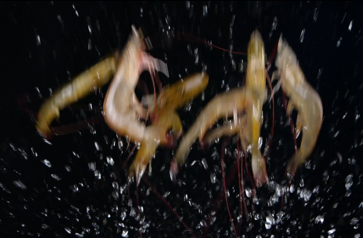 1080升格基围虾鲜虾海产品海鲜食材产品视频视频的预览图