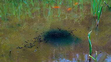 4K实拍水中密集黑色小蝌蚪视频的预览图