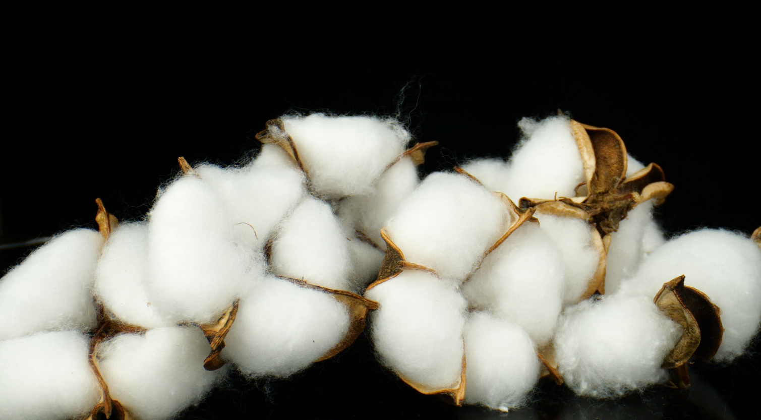 4K新疆长绒棉棉花新疆棉纺织农作物农业材料支持新疆棉花视频视频的预览图