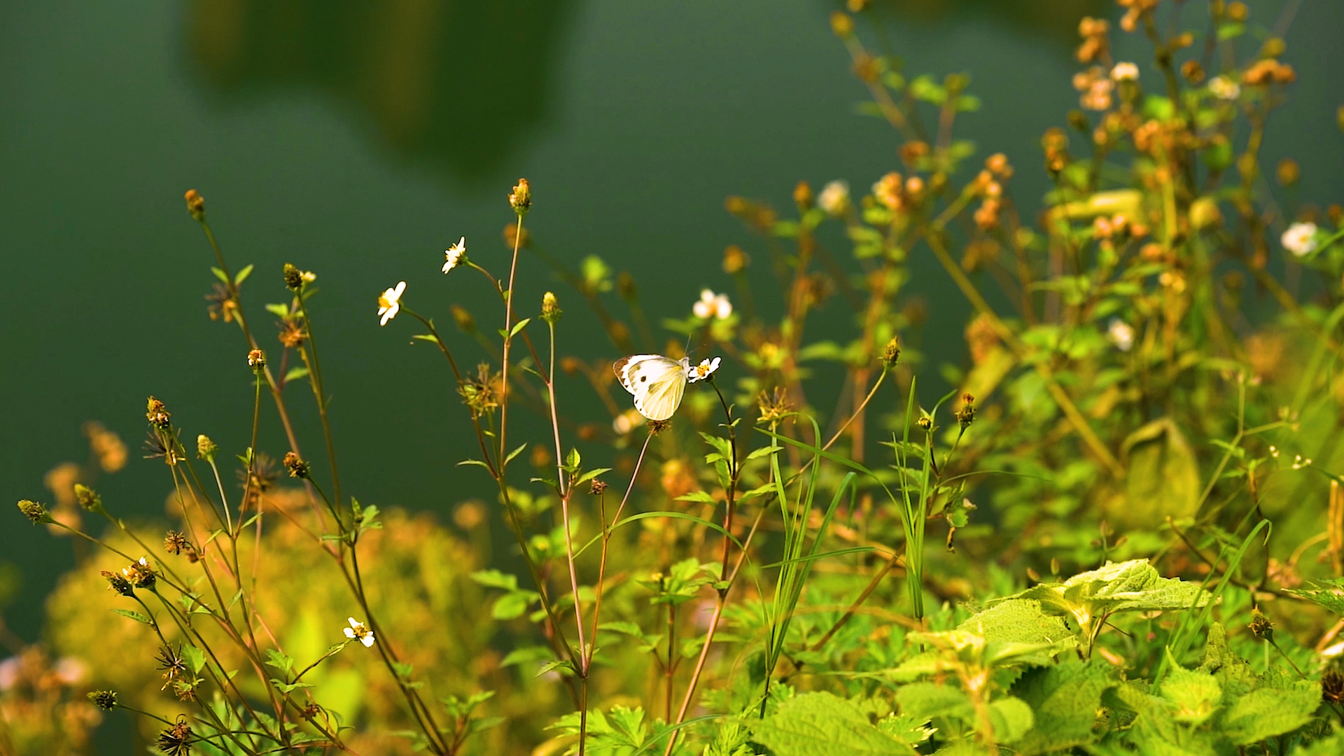 4K实拍唯美春天蝴蝶在花朵上采蜜升格自然风景视频视频的预览图