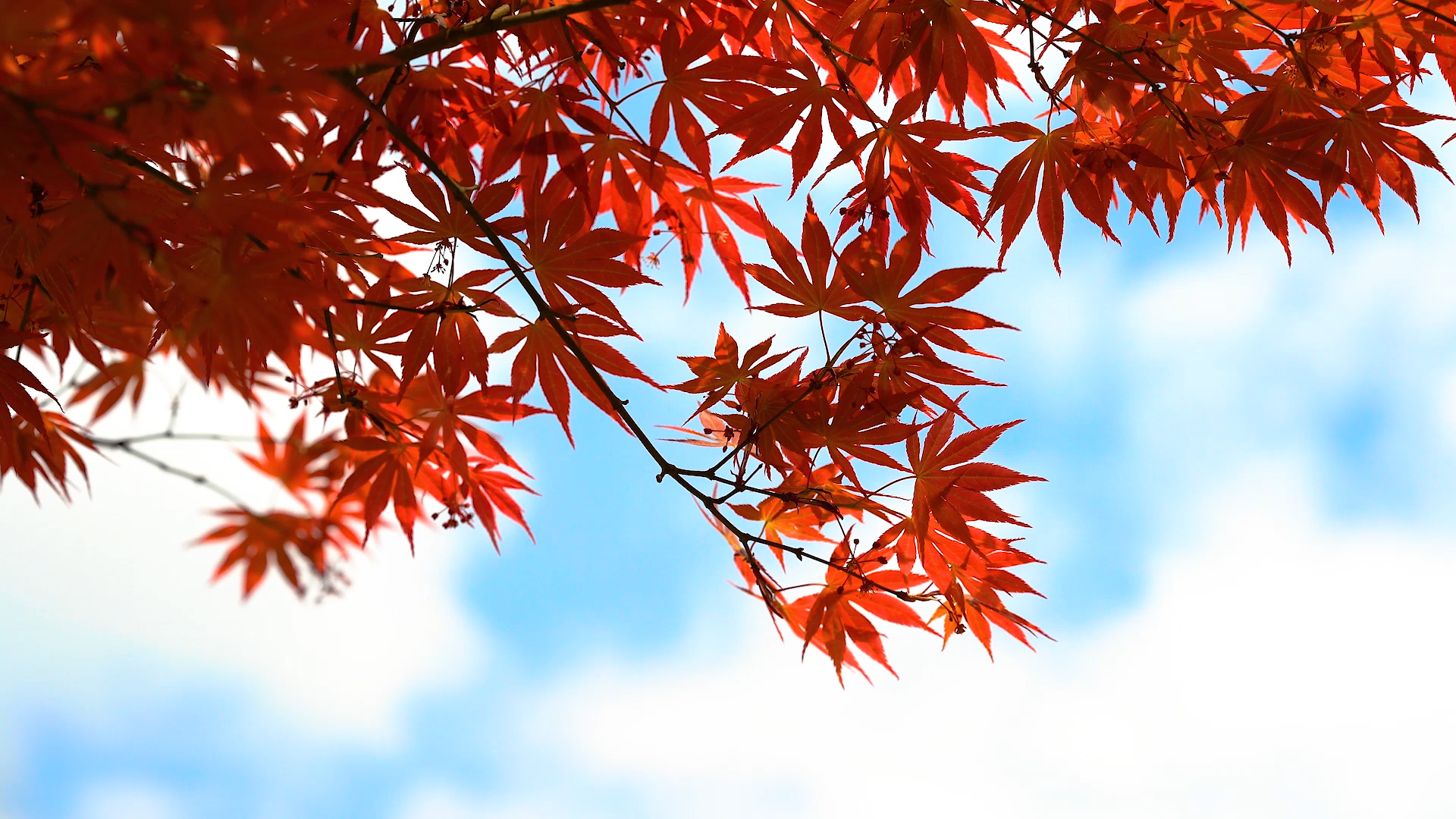 4K实拍秋天唯美红枫叶摇摆风光意境风景视频视频的预览图