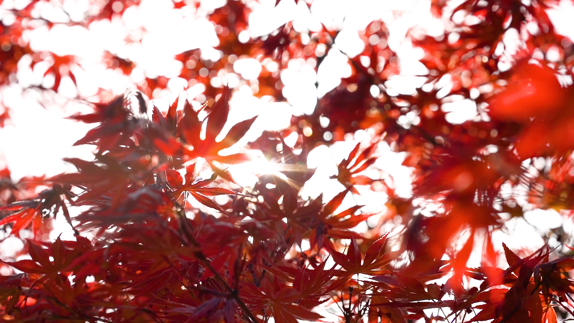 4K实拍秋天唯美阳光透过植物红枫叶树叶虚化光阴意境视频视频的预览图
