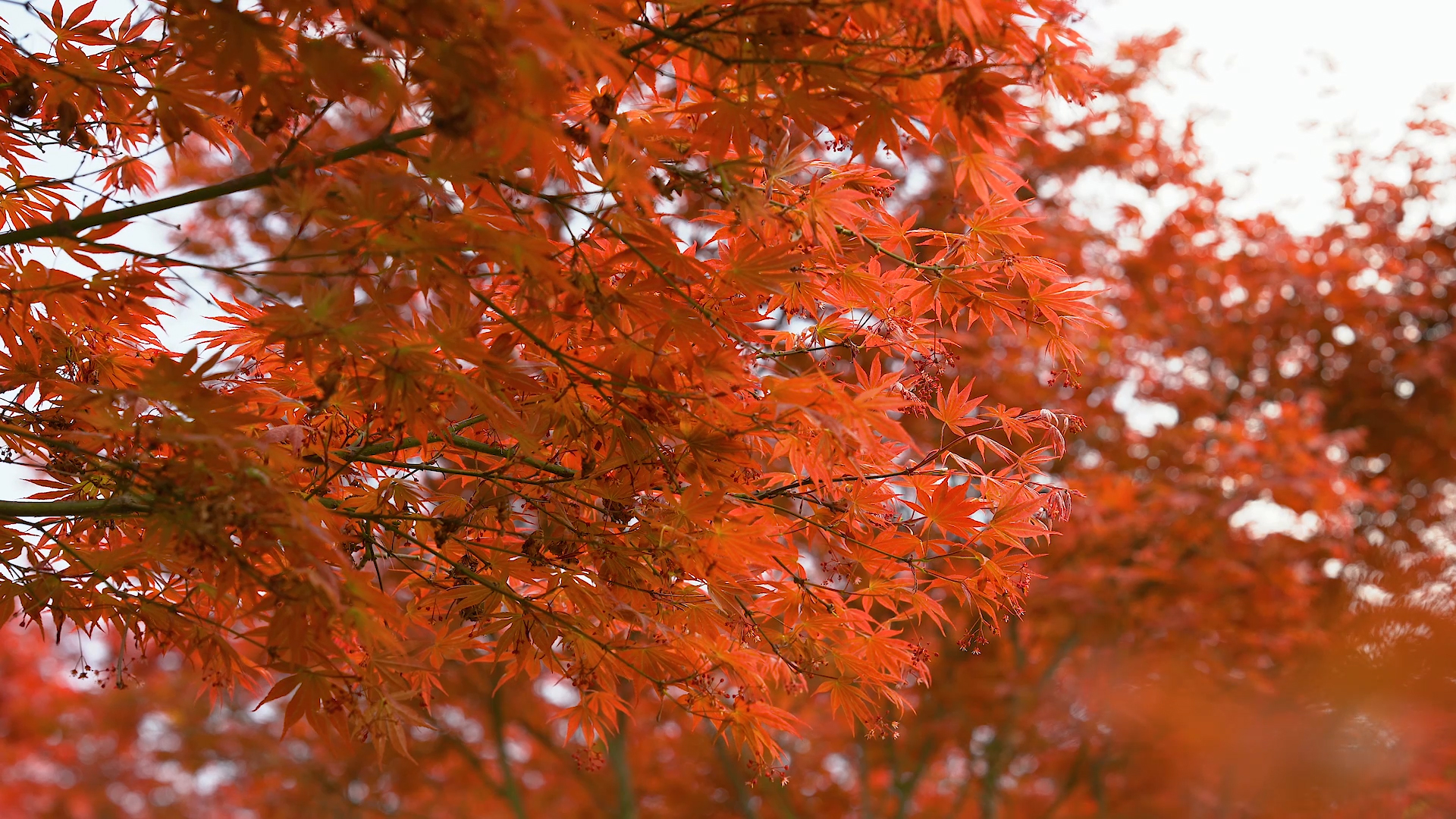 4K实拍红色枫叶风光意境自然风景空镜头视频的预览图