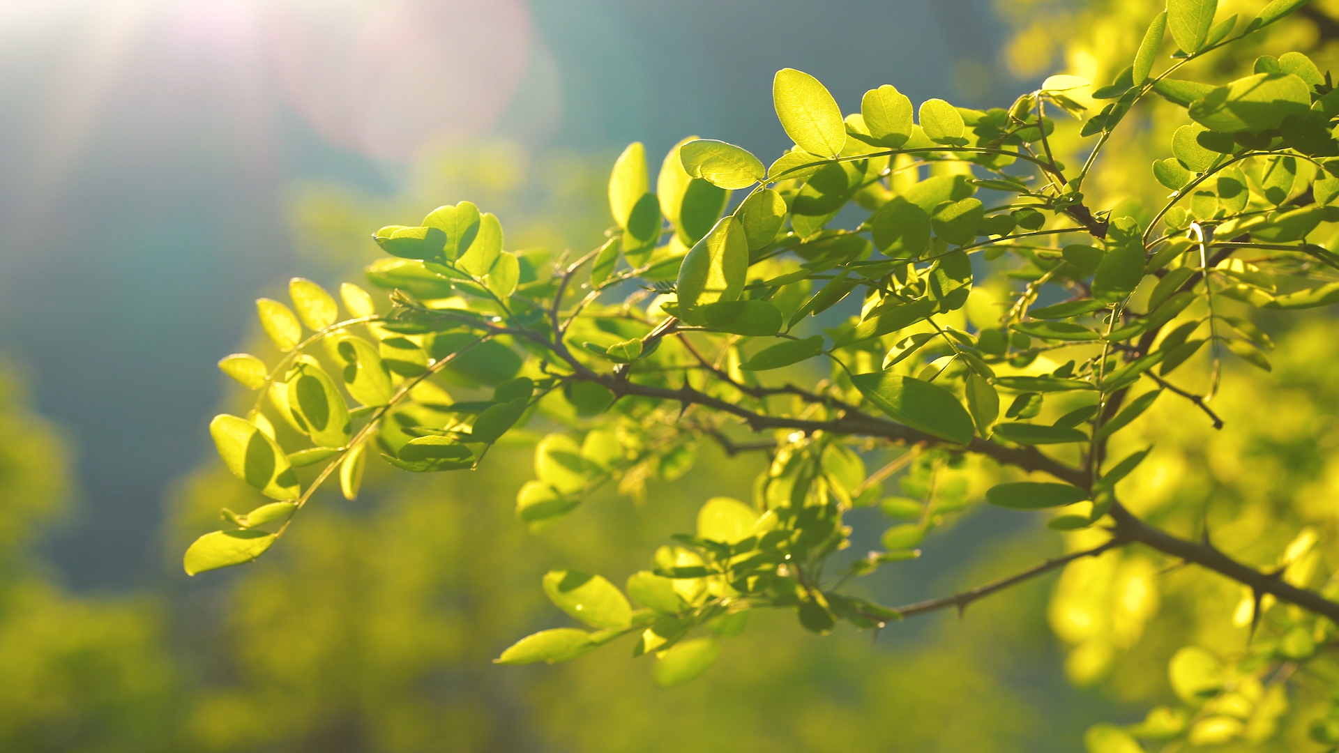 4K实拍唯美植物透过阳光光影效果自然风景意境视频视频的预览图