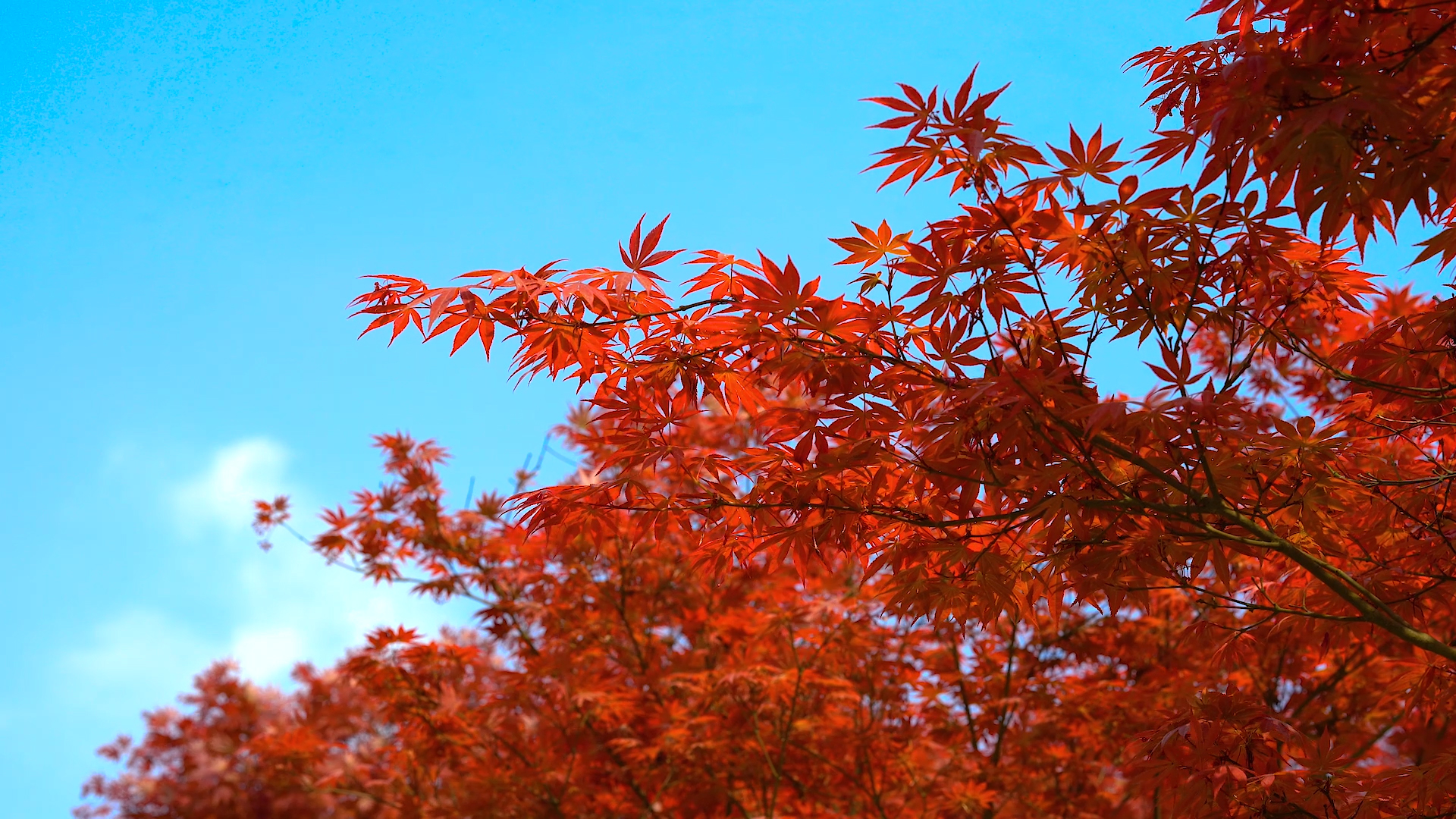 4K实拍秋天红色枫叶风光意境空镜头视频的预览图