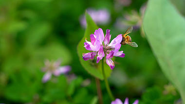 4K实拍春天辛勤的蜜蜂采蜜紫云英花朵自然风景特写视频的预览图