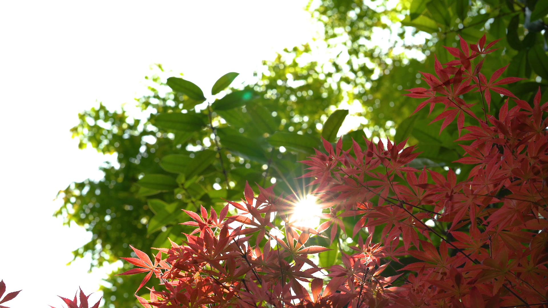 4K实拍唯美阳光透过植物枫叶意境视频视频的预览图