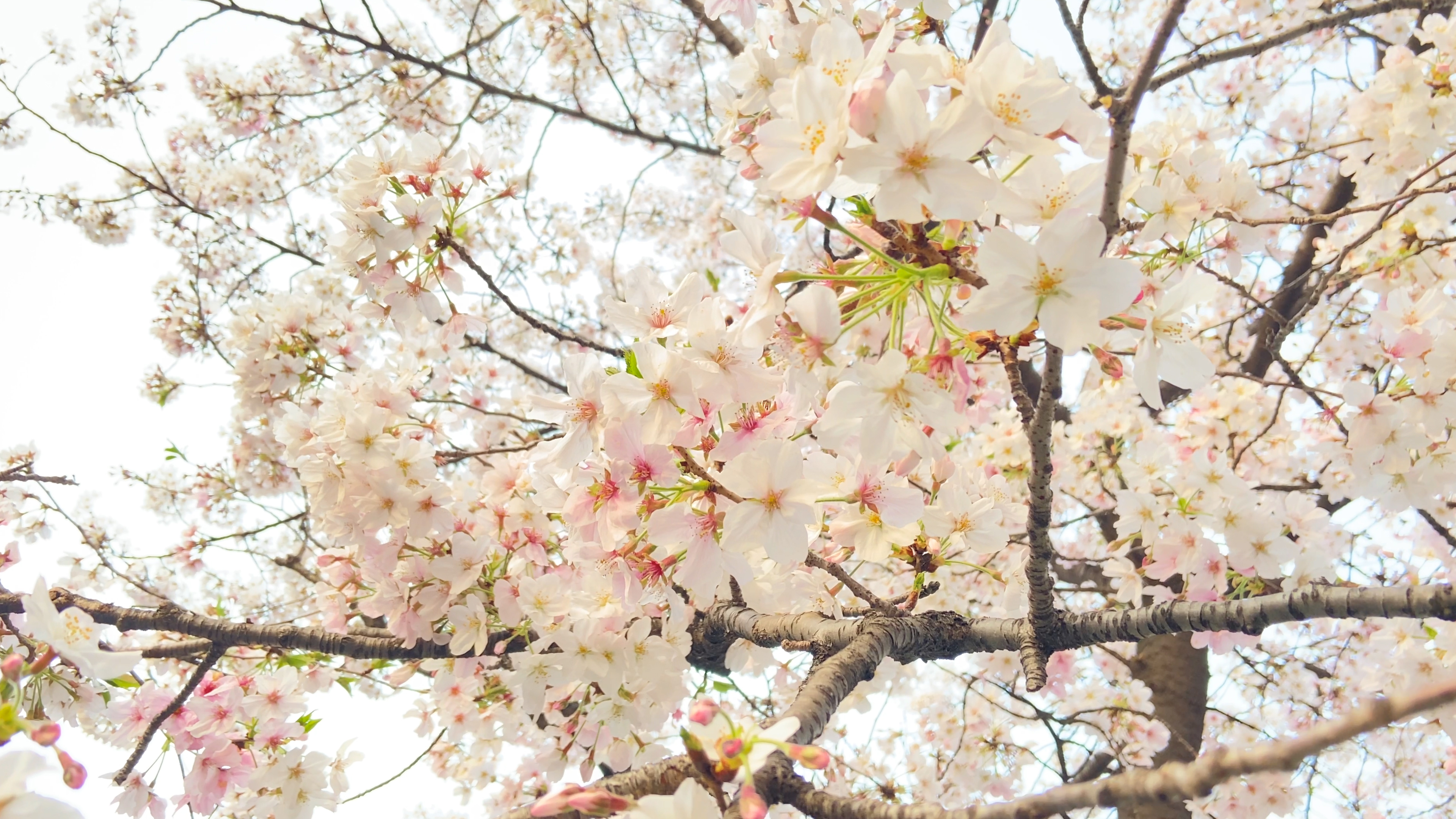 4K实拍春天春季粉色樱花艳丽盛开风景视频视频的预览图