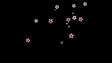 春天樱花花瓣漂浮素材视频mov带通道小元素视频的预览图