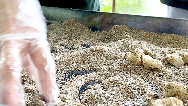 4k重庆传统美食手工捏糯米糍粑撒花生碎芝麻碎的制作过程视频视频的预览图