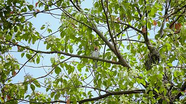 4K实拍春天绿树枝上的黄鹂鸟意境风景空镜视频视频的预览图