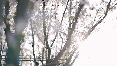 1080P春天春日阳光下灿烂盛开的樱花风景意境视频视频的预览图