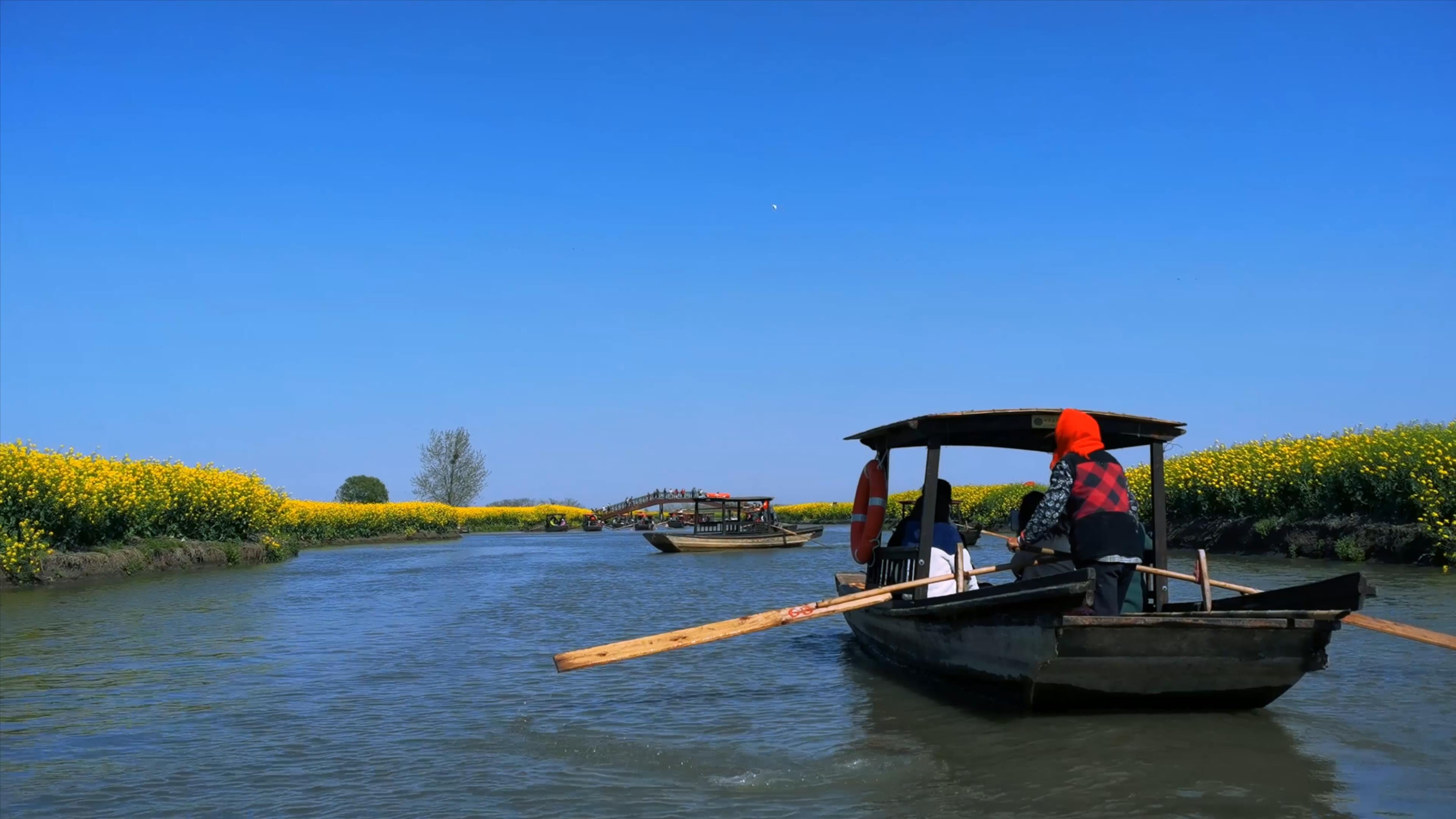 4K景区油菜花河道中游船摆渡划木船郊游实拍视频视频的预览图