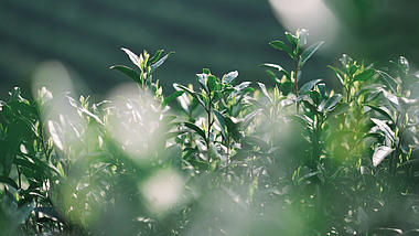 1080P春天山上长势良好的茶叶农业经济空镜视频视频的预览图