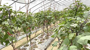 4k实拍蔬菜大棚里面的绿色有机茄子农业生产农村发展实拍视频视频的预览图
