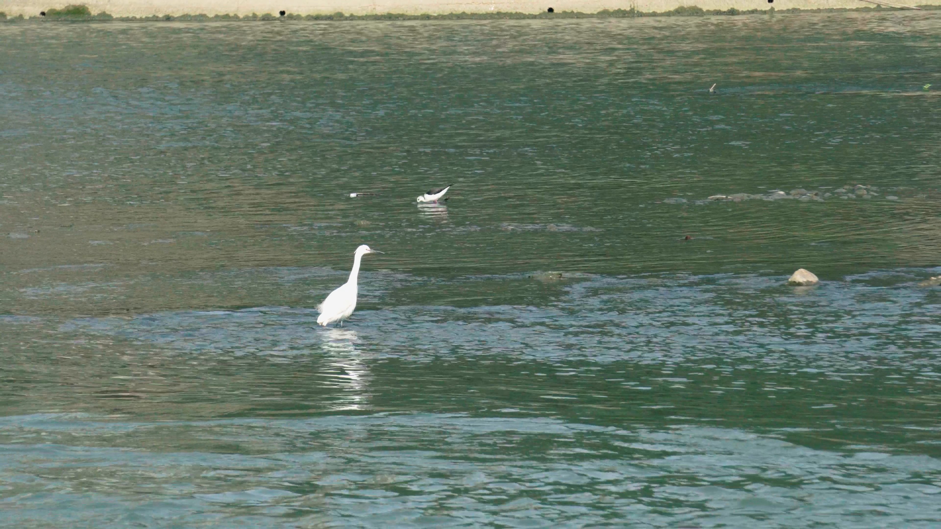 4K实拍水中觅食的白鹭鸟视频视频的预览图