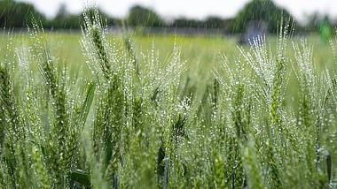 4K实拍唯美毛毛细雨中绿油油的小麦农业产物农作物视频视频的预览图