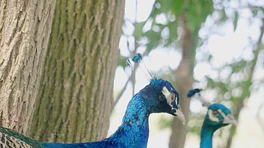 4K实拍森林动物园中孔雀鸟类视频视频的预览图