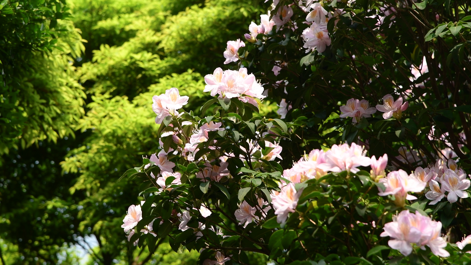 4K深圳梧桐山盛开的毛棉粉色杜鹃花花朵视频的预览图