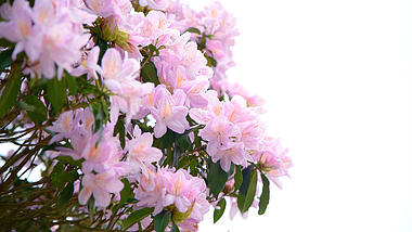 4K春天深圳梧桐山盛开的毛棉杜鹃花花朵视频的预览图