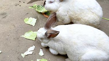 4k农村饲养的正在吃菜叶的大白兔家畜农业视频视频的预览图