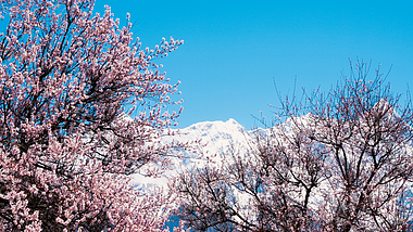 4K唯美西藏著名景点索松村桃花雪山实拍视频的预览图