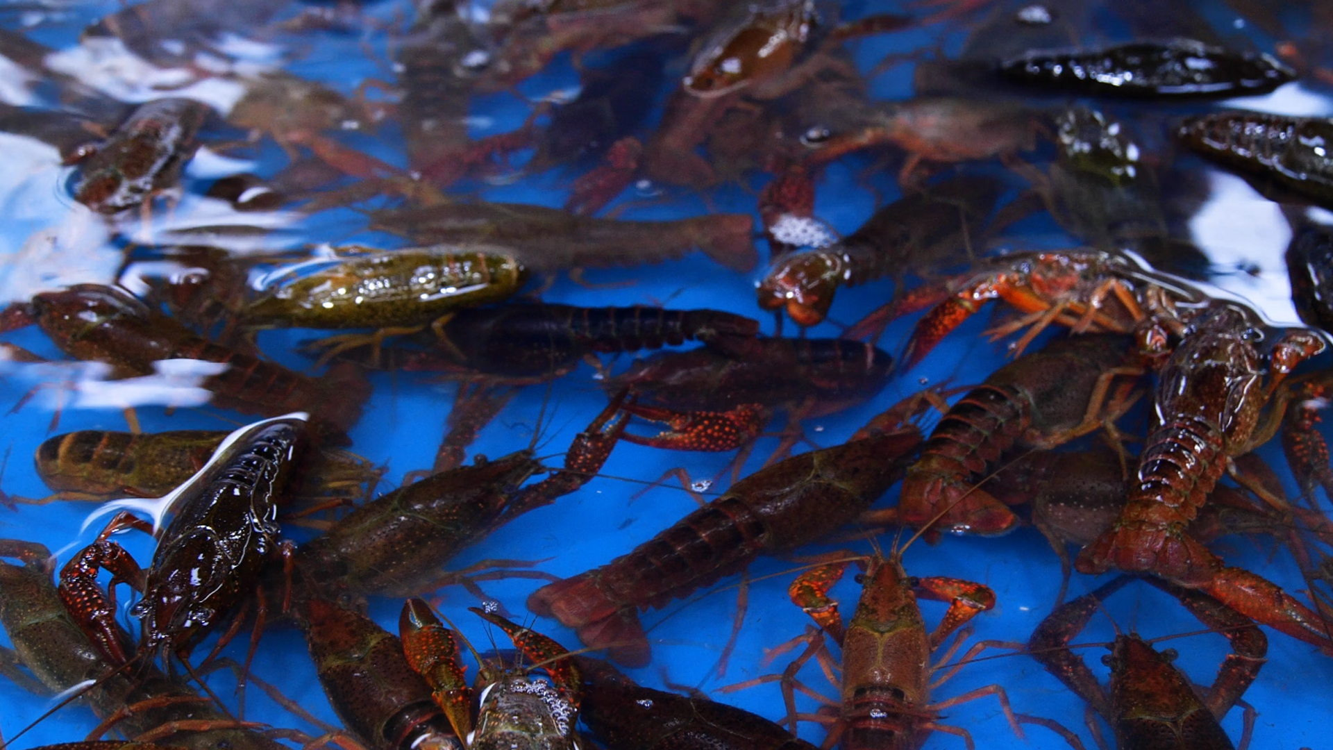 4K鲜活水产小龙虾活虾水产龙虾餐饮美食电视营销宣传素材视频的预览图