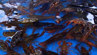 4K鲜活水产小龙虾活虾水产龙虾餐饮美食电视营销宣传素材视频的预览图