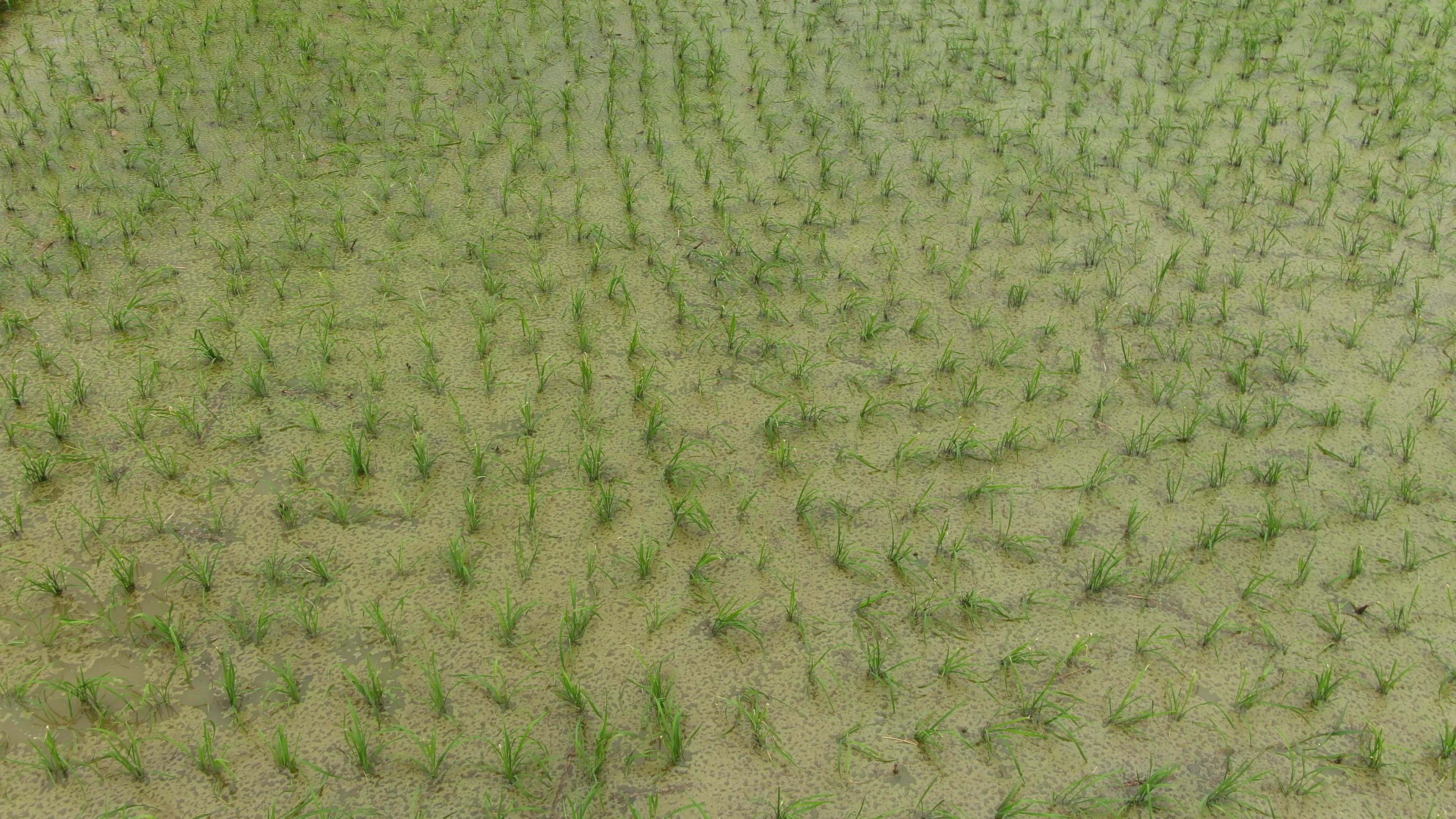 4K航拍农田秧苗农业种植视频视频的预览图