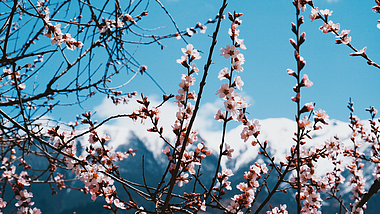 4K实拍西藏川西著名5A景区索松村桃花视频的预览图