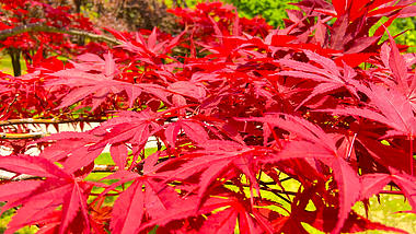 4K实拍秋天中山陵枫叶红了植物风景视频的预览图