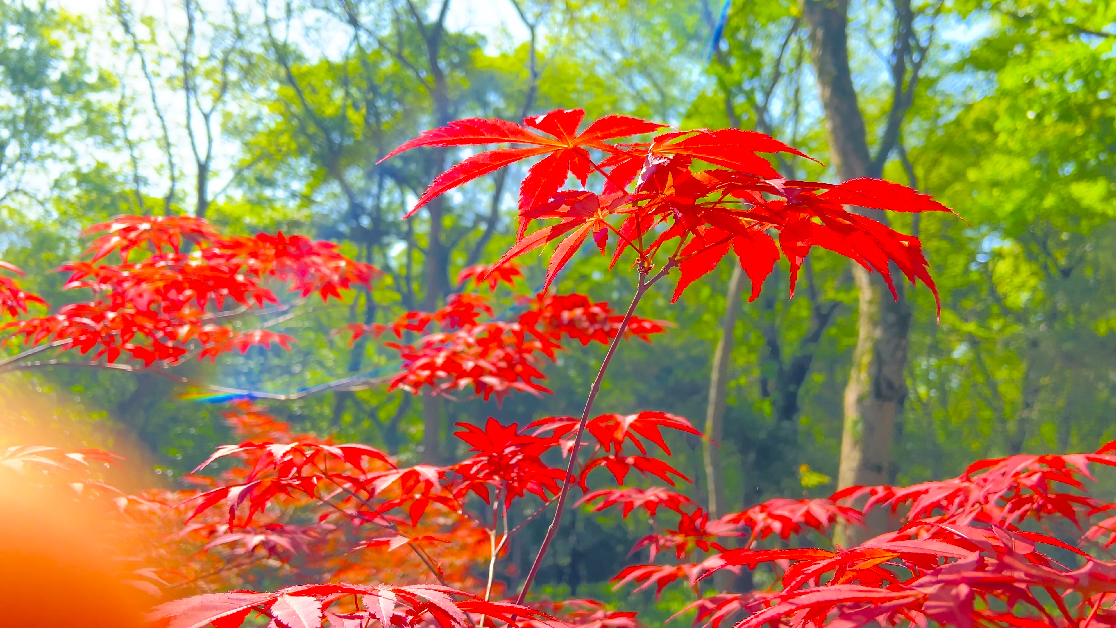 4K实拍秋天中山陵枫叶红了风景实拍视频视频的预览图