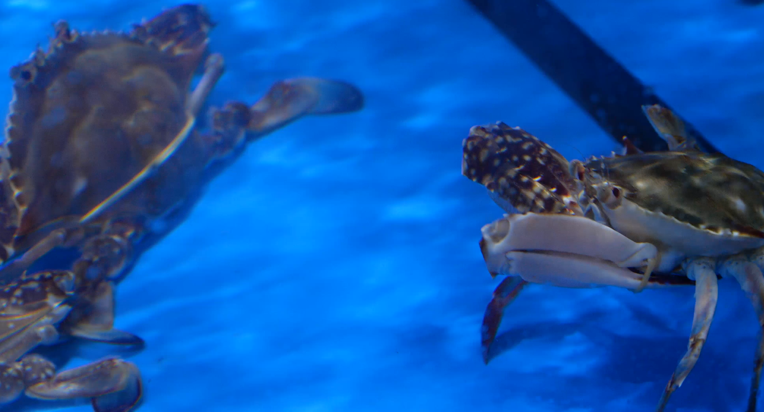 4K活蟹梭子蟹海鲜水产美食视频的预览图