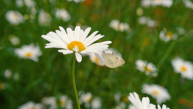 4K春天实拍花朵上停留的蝴蝶风景空镜升格视频的预览图