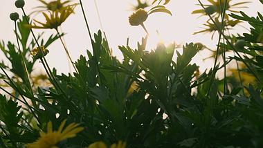 4k升格阳光穿过花朵唯美风景空镜视频的预览图
