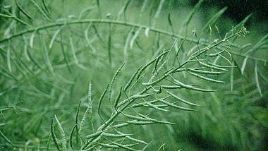 4K实拍谷雨节气雨中的油菜植物意境空镜视频的预览图