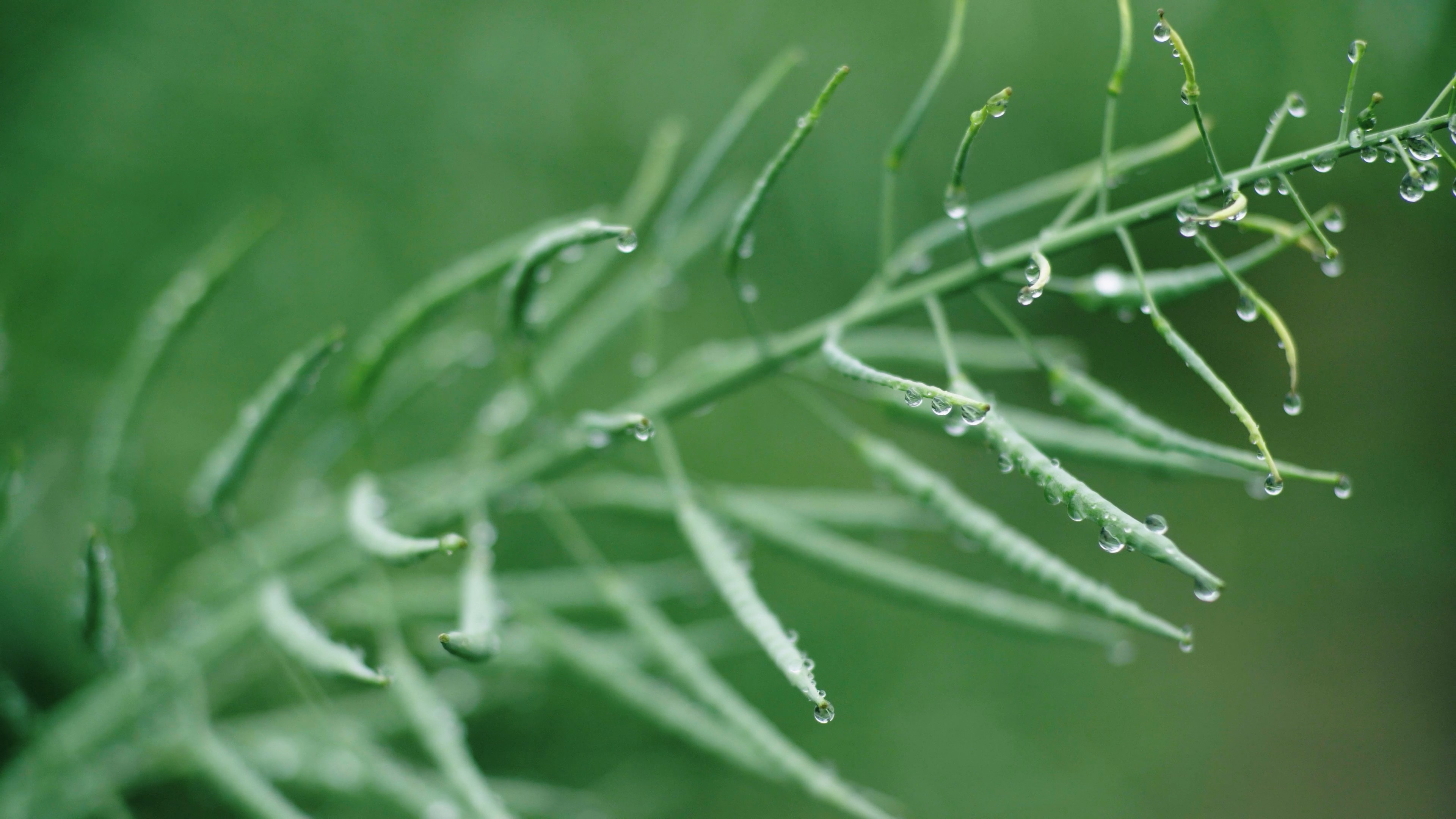 4K实拍谷雨节气未成熟油菜上的雨珠视频的预览图