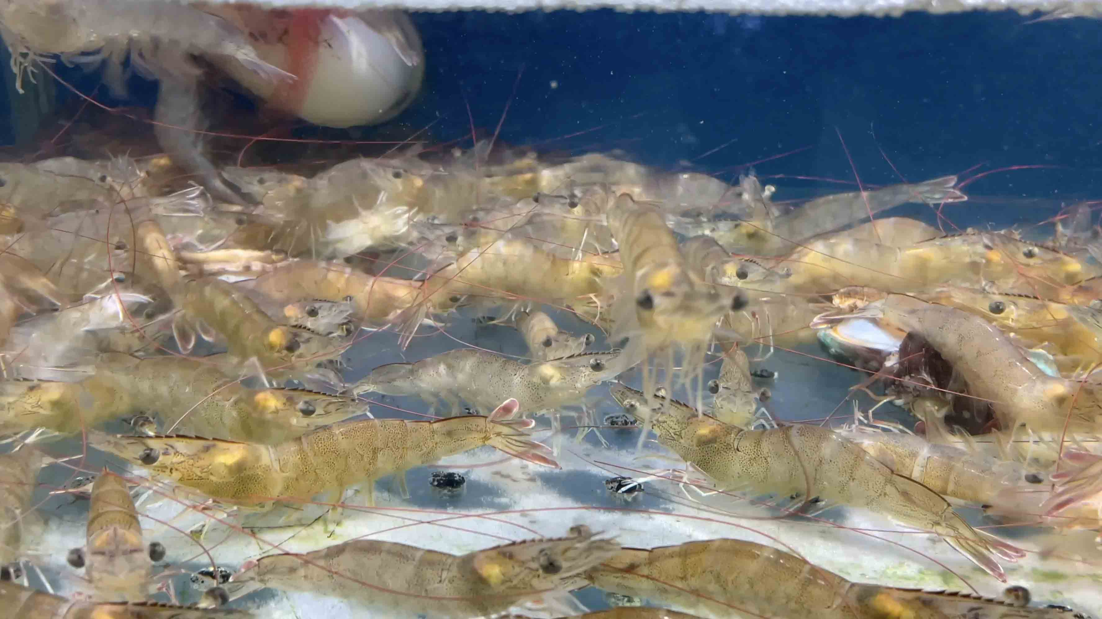 4k实拍新鲜游动的基围虾水产市场实拍素材视频的预览图