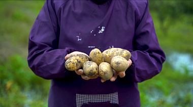 1080升格实拍农民土豆丰收收获视频视频的预览图